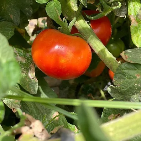 Dolores En Adeje Dom wakacyjny