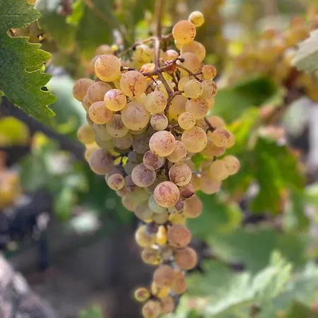 Dolores En Adeje * Costa Adeje (Tenerife)
