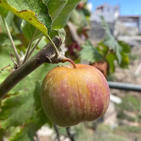 Dom wakacyjny Dolores En Adeje Costa Adeje (Tenerife)