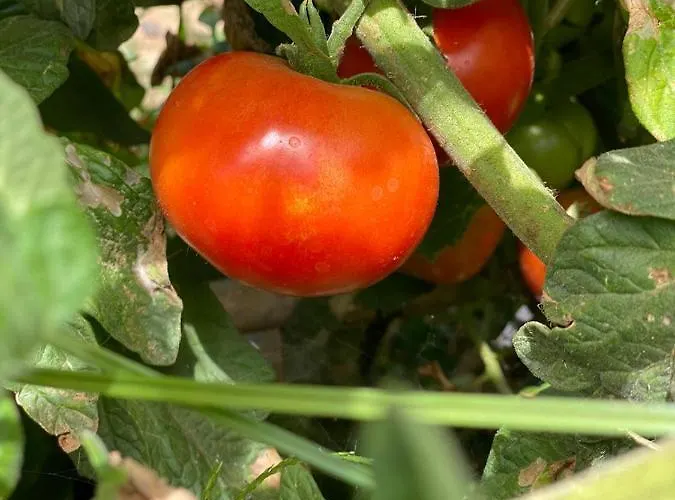 Dolores En Adeje Feriehus