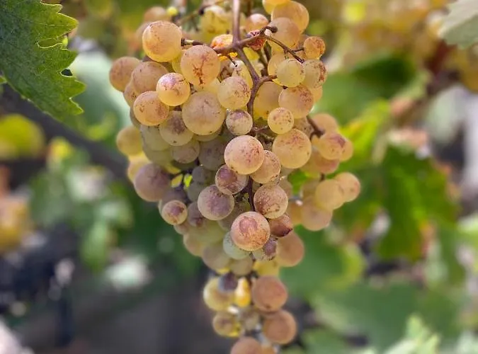 Dolores En Adeje * Адехе