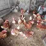 Dolores En Adeje Ferienhaus *