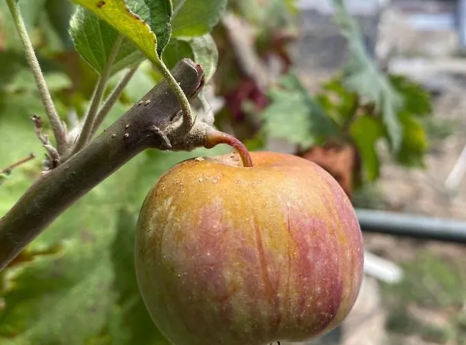Σπίτι διακοπών Dolores En Adeje Costa Adeje (Tenerife)